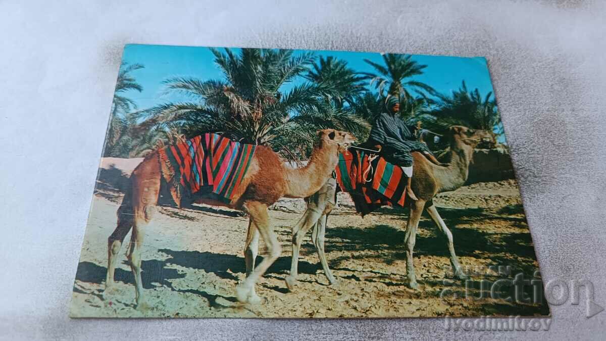 Postcard Sahara Marche dans I'oasis 1970