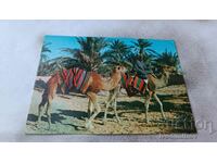 Postcard Sahara Marche dans I'oasis 1970