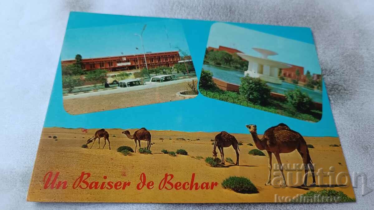 Postcard Souvenir de Bechar