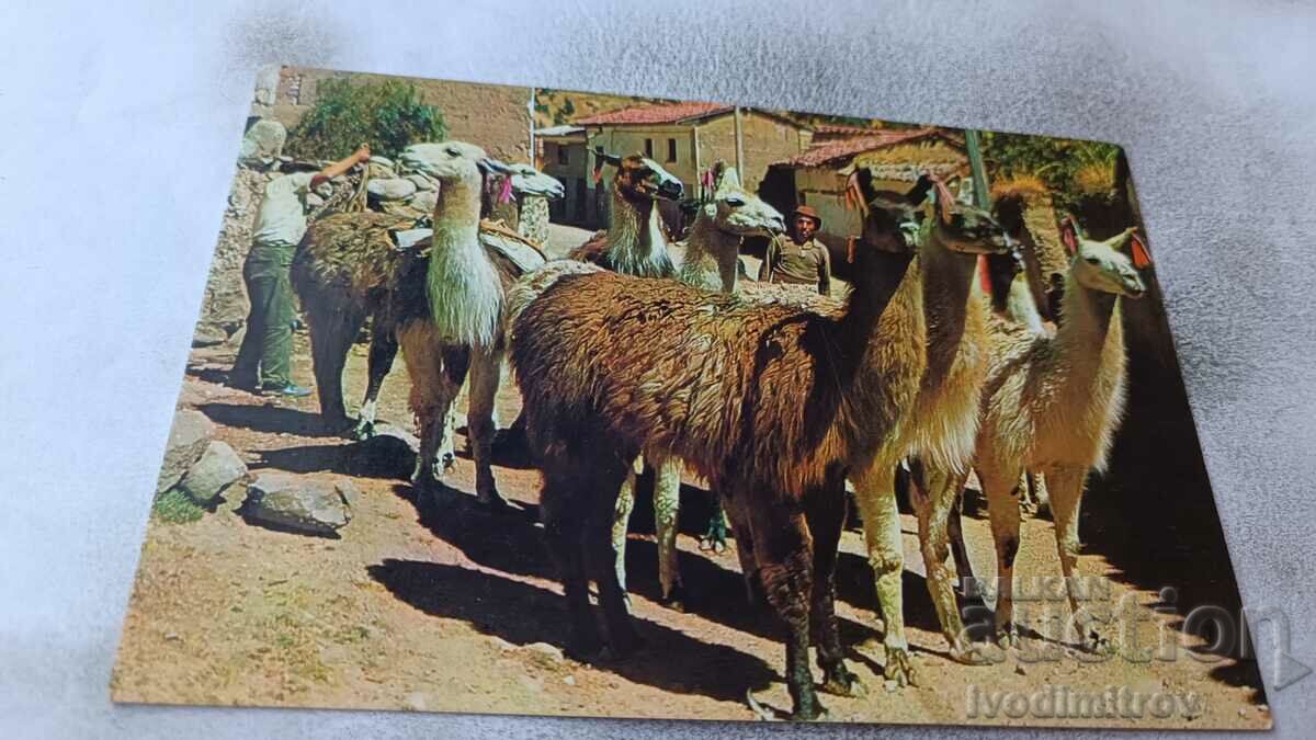 Καρτ ποστάλ Τυπικά ζώα του Περού