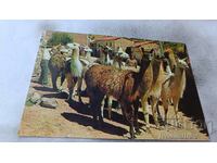 Postcard Typical Animals of Peru