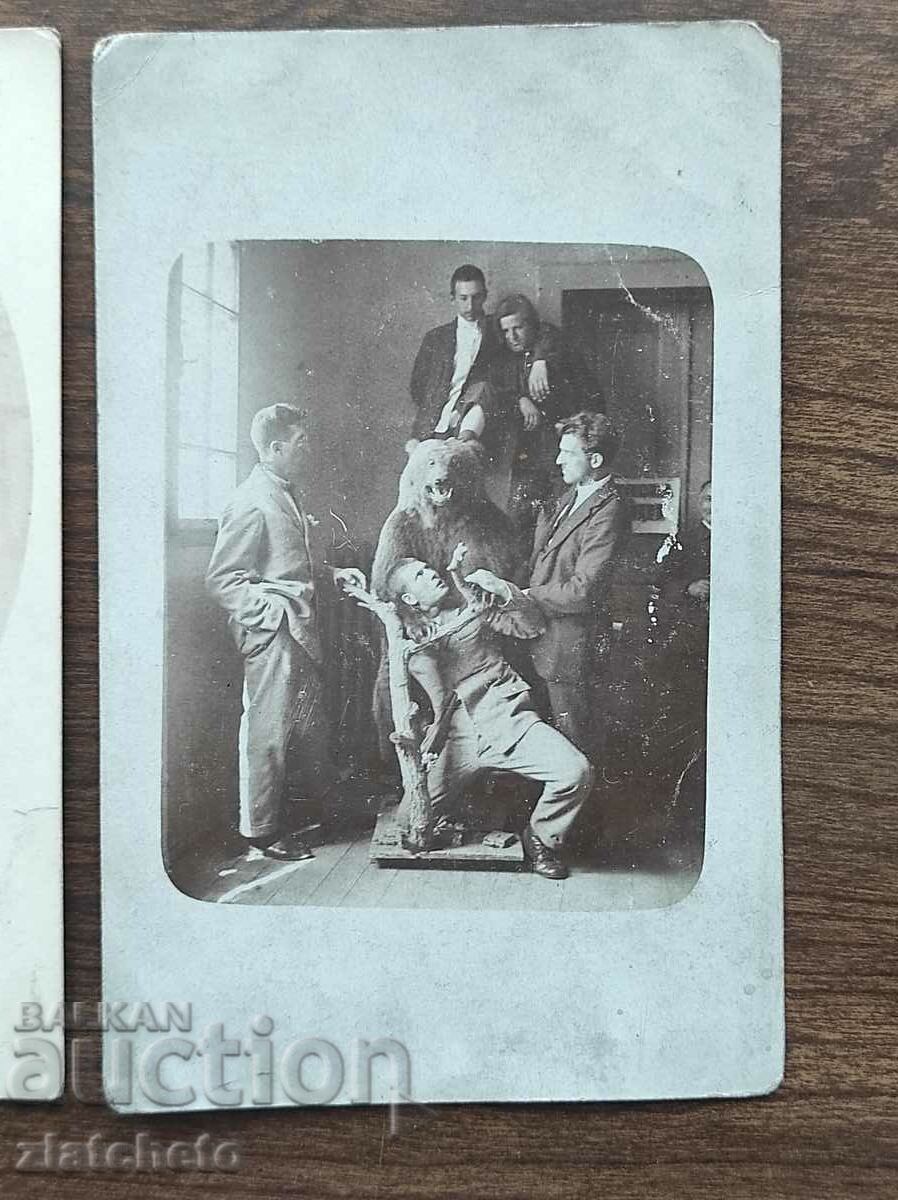 Lot of two old photos Kingdom of Bulgaria with stuffed bear with price 30.00 BGN | € 15.34