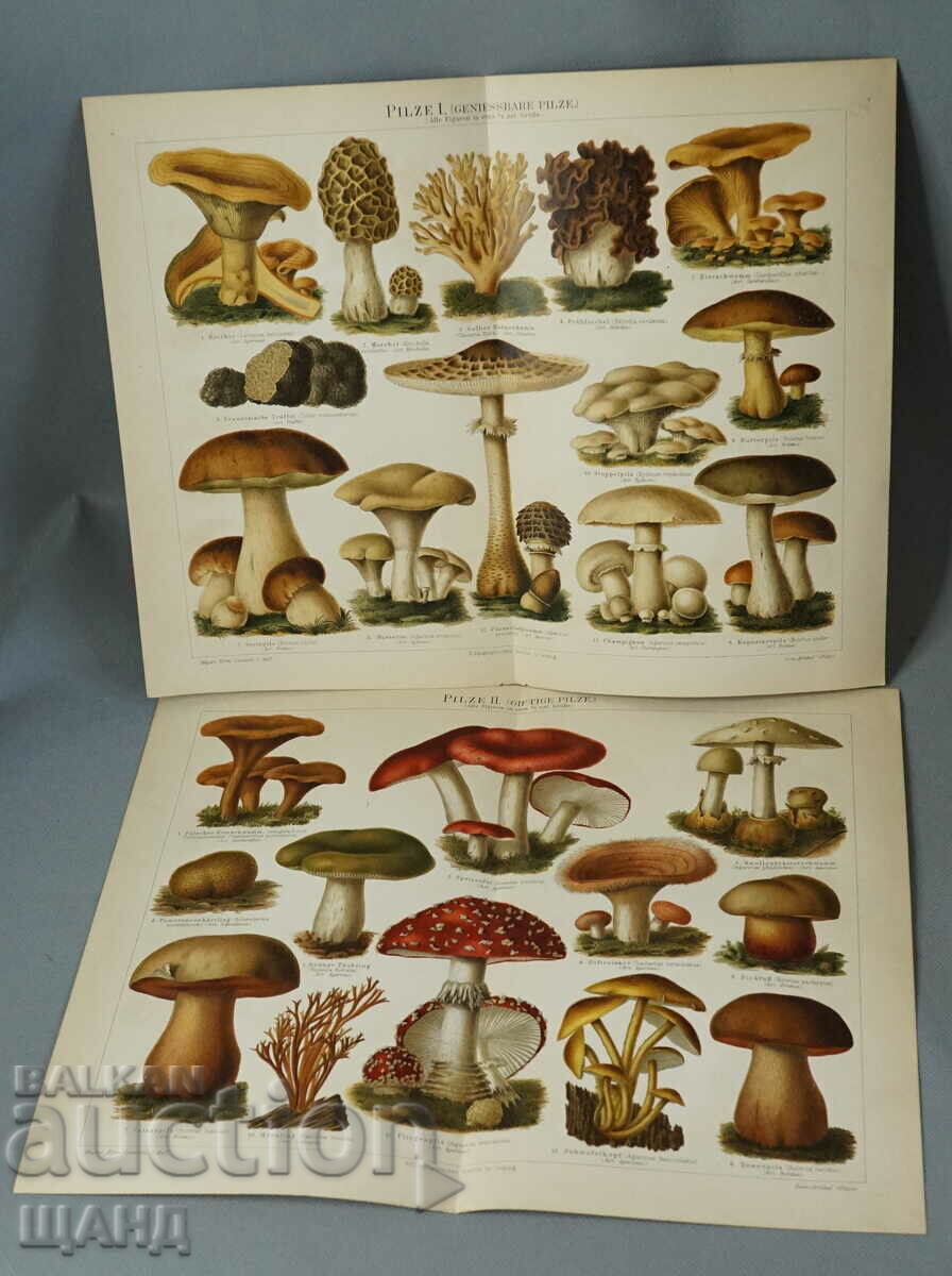 1900 Lot 2 Lithograph species species of mushrooms