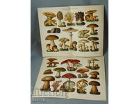 1900 Lot 2 Lithograph species species of mushrooms