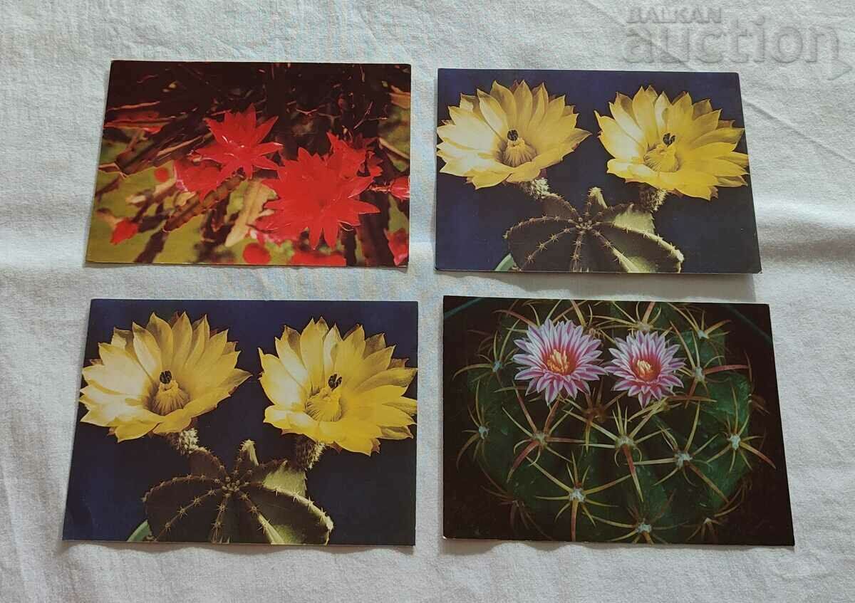 CACTUS P.K. LOT 15 pieces with price 9.00 BGN | € 4.60