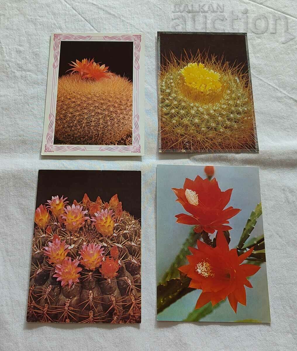 Auction  CACTUS P.K. LOT 15 pieces