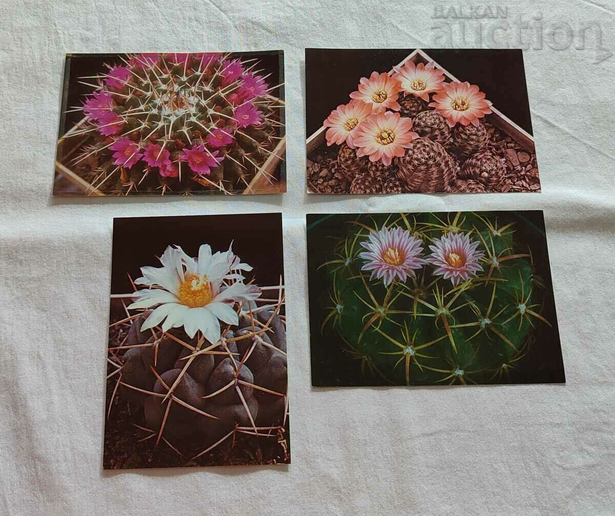 Delivery of CACTUS P.K. LOT 15 pieces