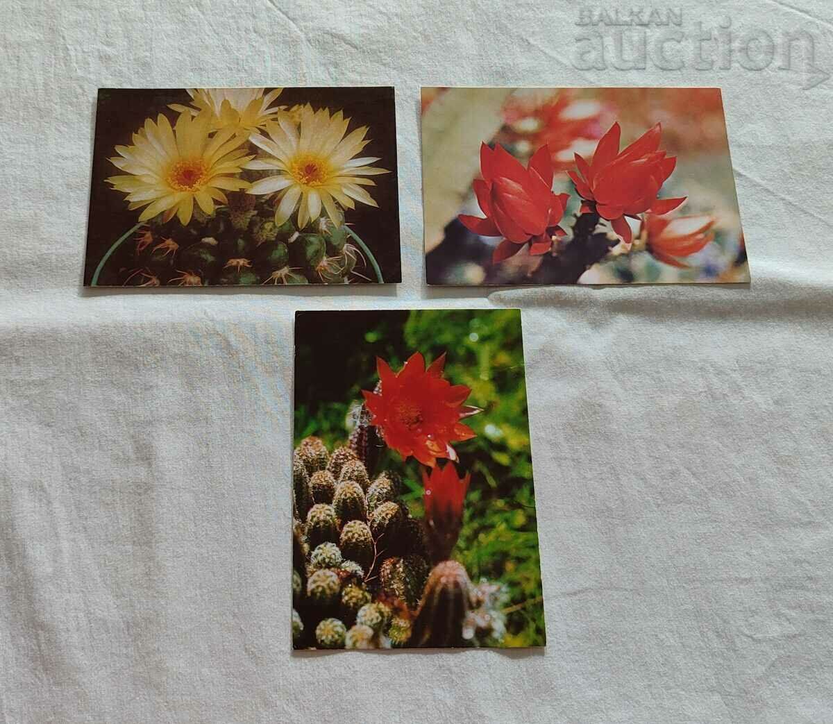 CACTUS P.K. LOT 15 pieces - 5