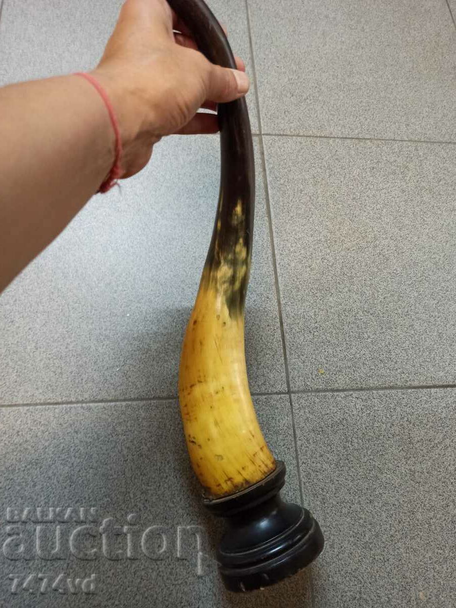 ANTIQUE LARGE HORN INTERESTING YELLOW COLOR