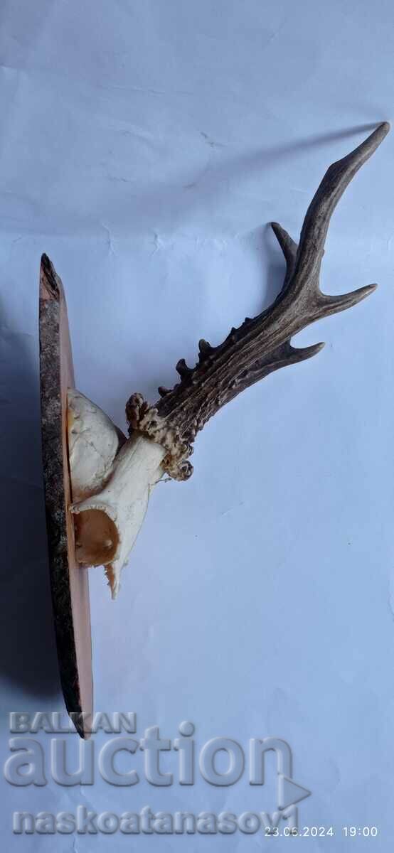 Roe deer antlers with price 30.00 BGN | € 15.34 Roe deer antlers with price 30.00 BGN | € 15.34