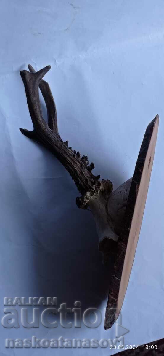 Delivery of Roe deer antlers Delivery of Roe deer antlers