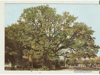 Картичка  България  с. Гранит Стара Загора Най-старото дърво