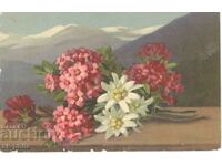 Old card - Greeting - Alpine flowers