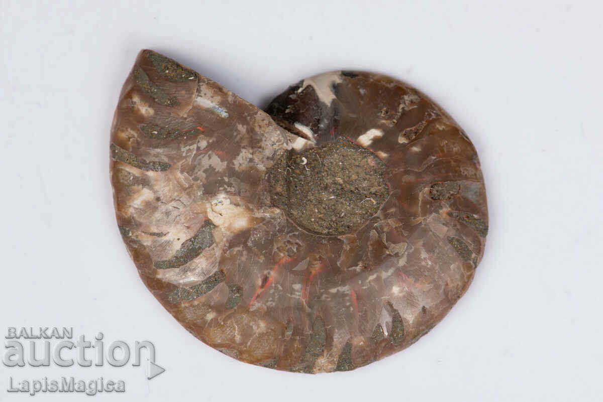 Ammonite Cut Half 21,2g 53mm #23