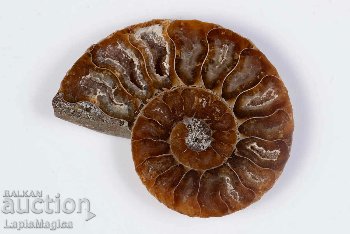 Ammonite Cut Half 19.5g 53mm #24