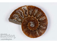 Ammonite Cut Half 19.5g 53mm #24