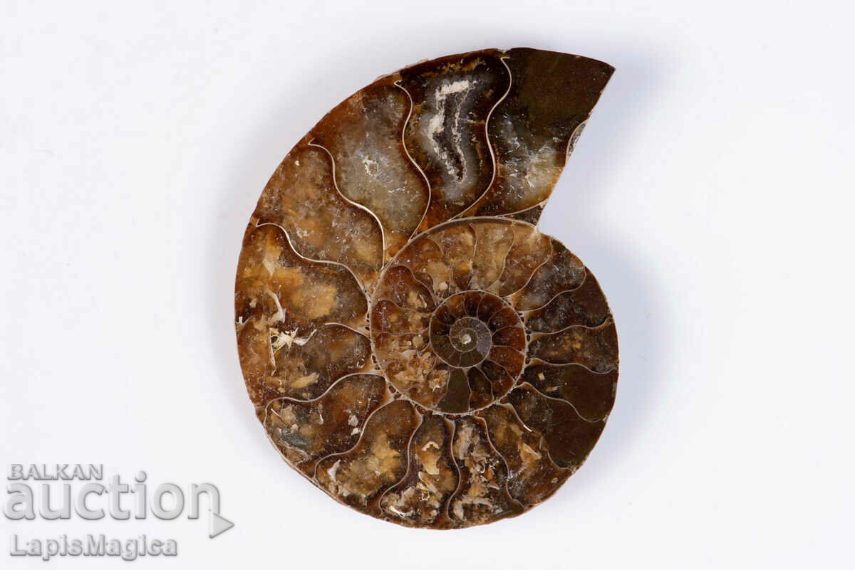 Ammonite Cut Half 13.6g 46mm #25