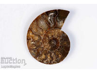 Ammonite Cut Half 13,6g 46mm #25