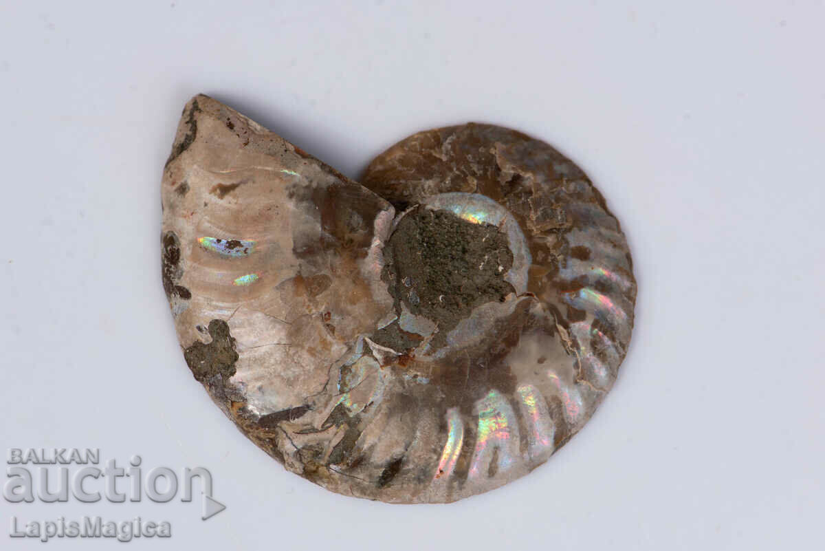 Ammonite Cut Half 9.7g 42mm #26
