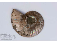 Ammonite Cut Half 9,7g 42mm #26