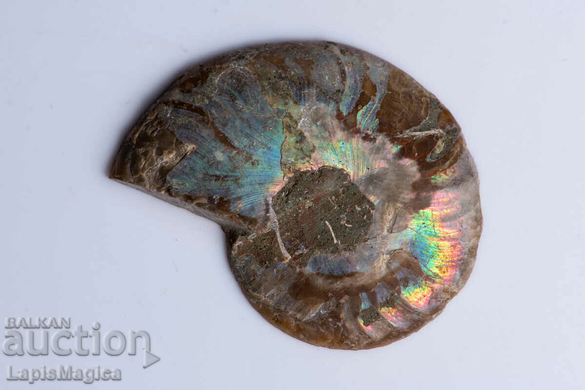 Ammonite Cut Half 9.1g 41mm #27