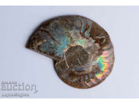 Ammonite Cut Half 9,1g 41mm #27