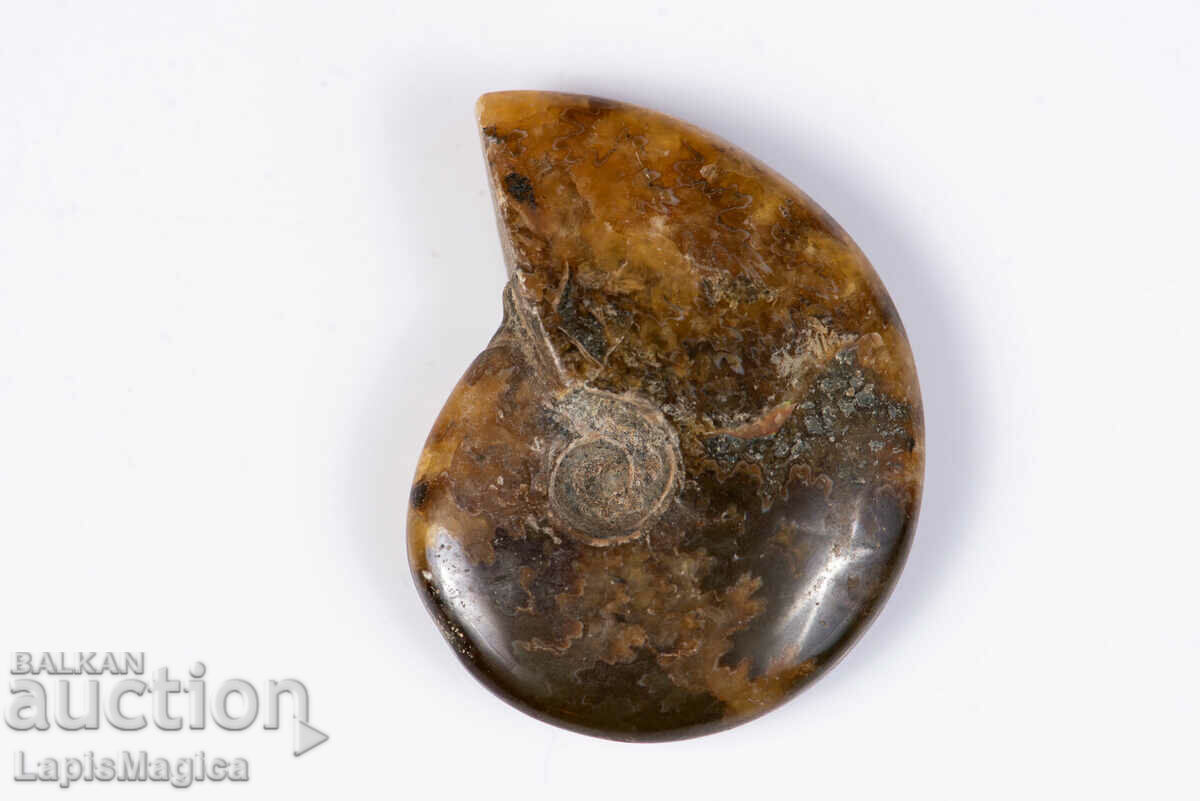 Ammonite 27.8g 46mm #1 with price 10.00 BGN | € 5.11 Ammonite 27.8g 46mm #1 with price 10.00 BGN | € 5.11