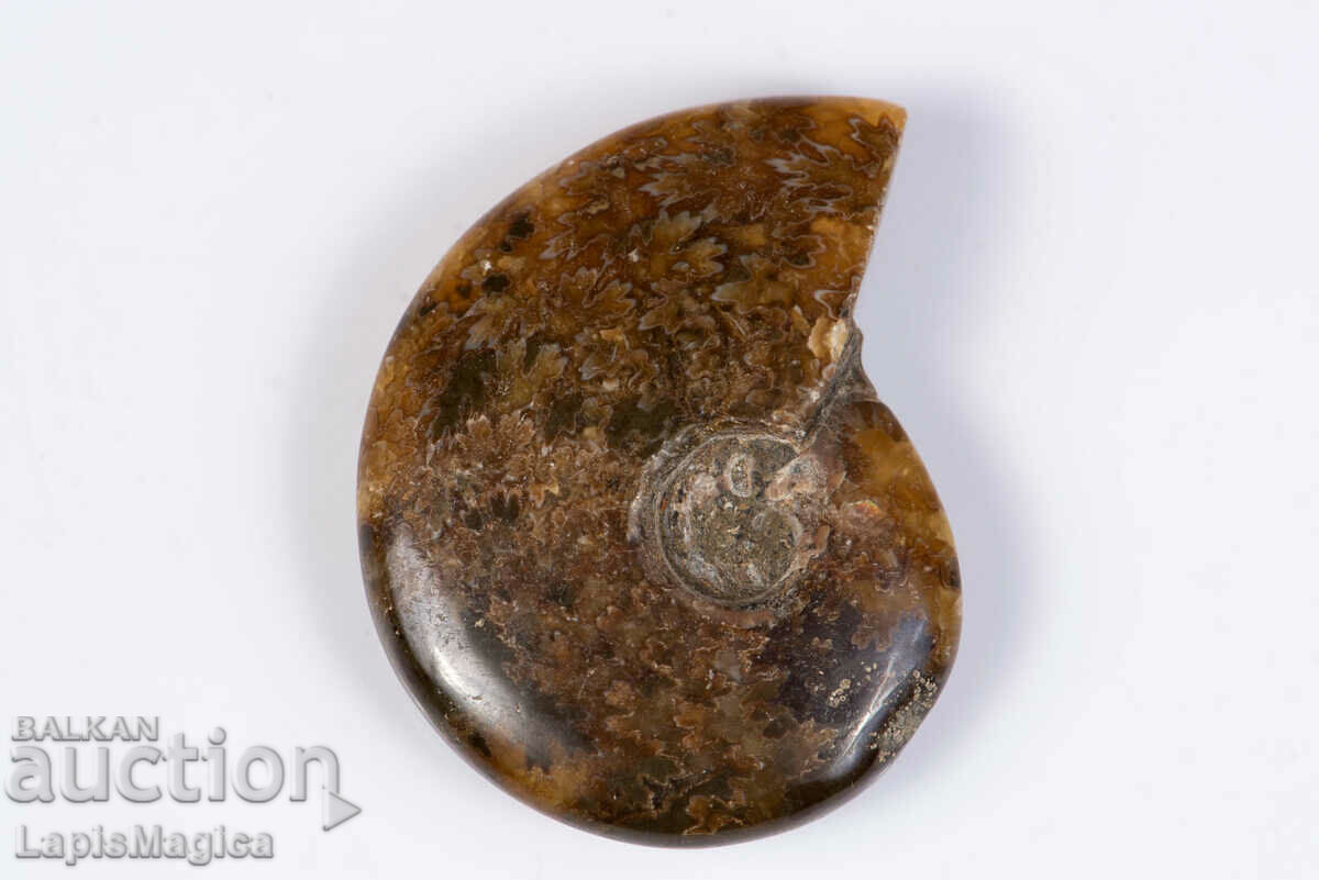 Ammonite 27.8g 46mm #1