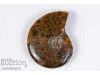 Ammonite 27.8g 46mm #1