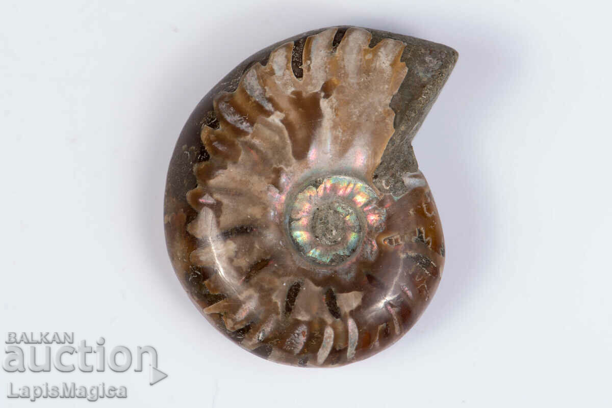 Ammonite 25.7g 41mm #2