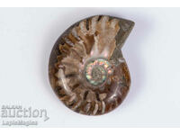 Ammonite 25.7g 41mm #2