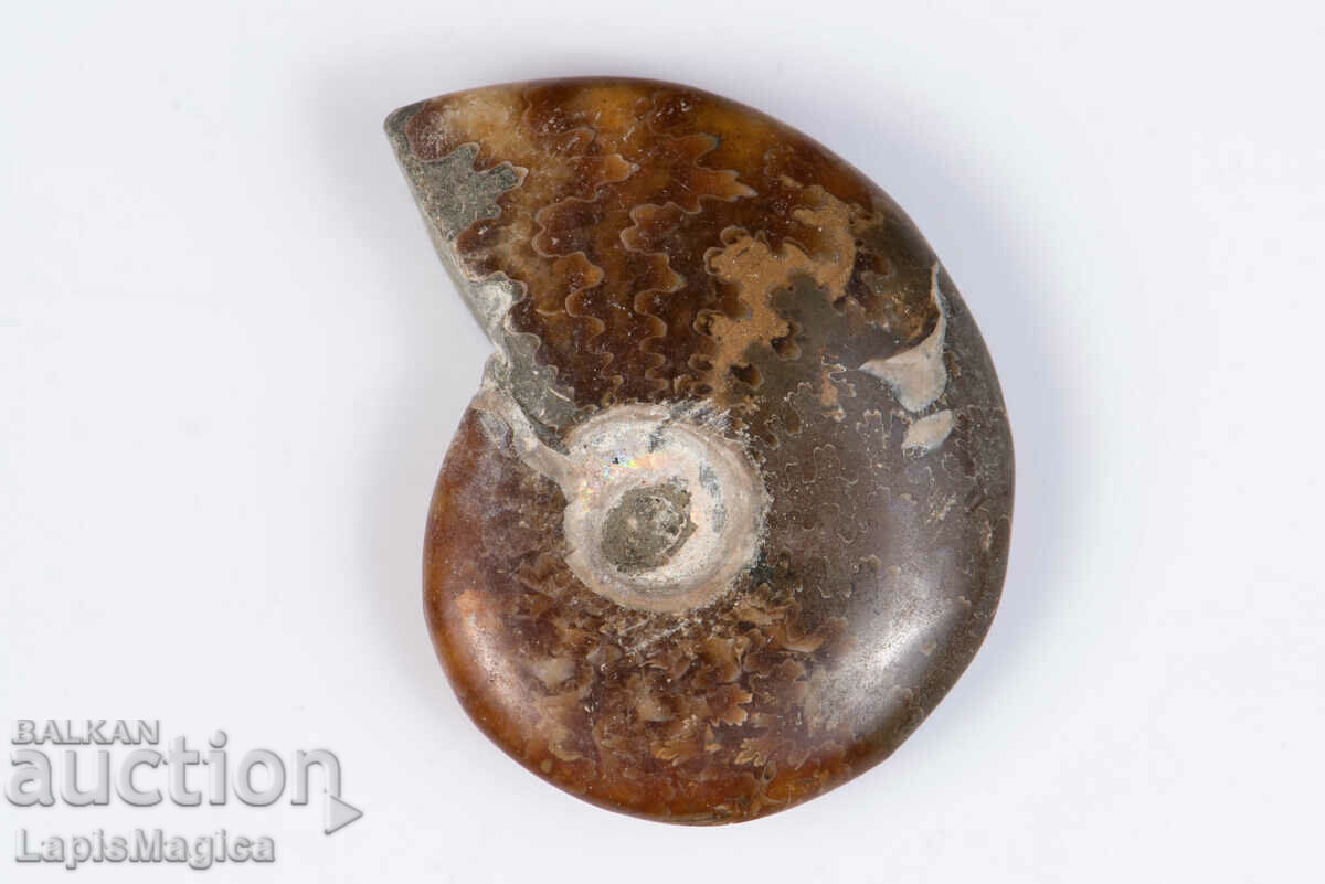 Ammonite 20g 42mm #3 with price 8.00 BGN | € 4.09