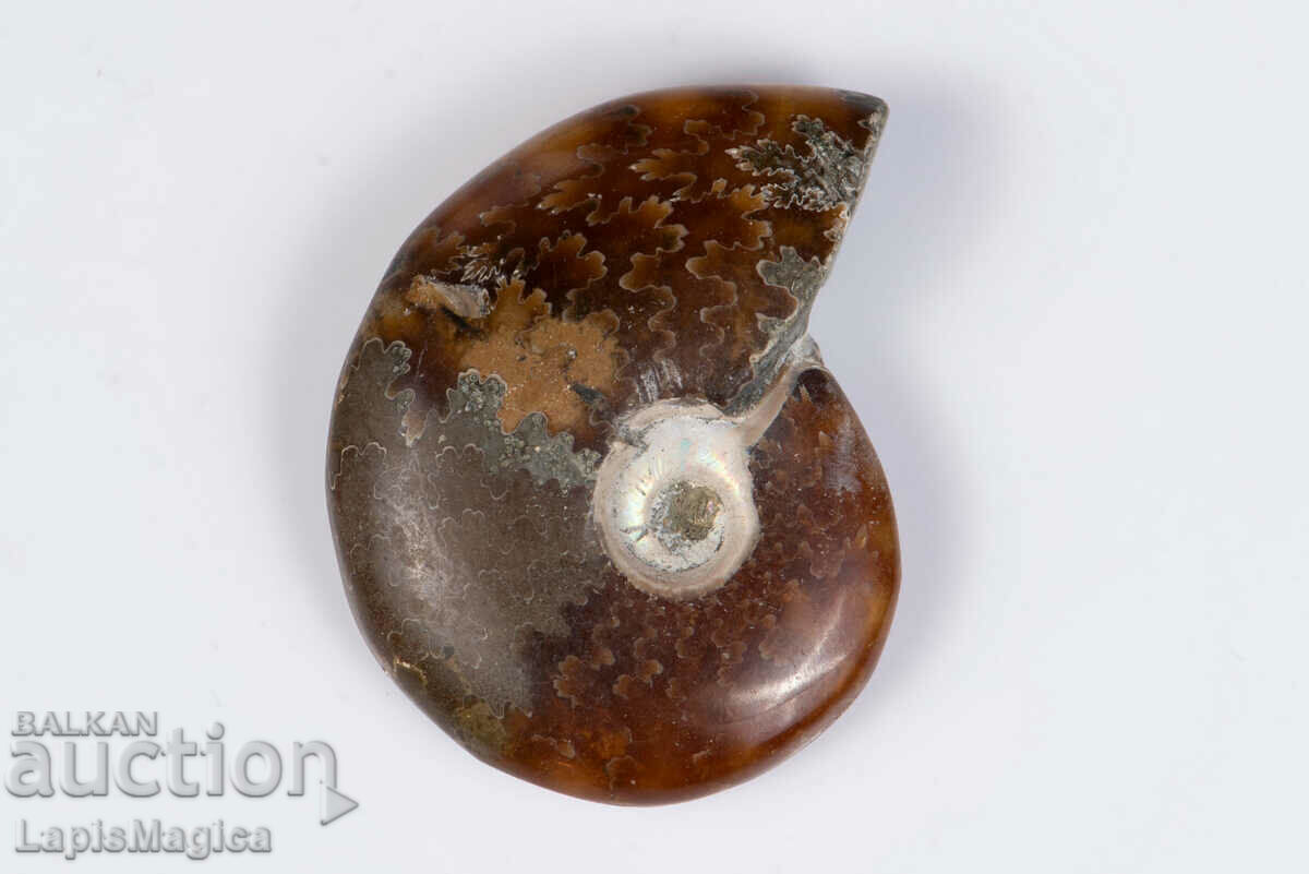 Ammonite 20g 42mm #3