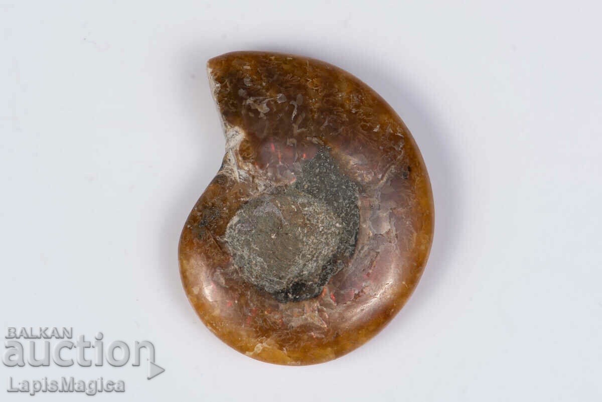 Ammonite 15.5g 40mm #4 with price 7.00 BGN | € 3.58 Ammonite 15.5g 40mm #4 with price 7.00 BGN | € 3.58