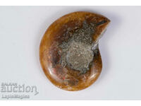 Ammonite 15.5g 40mm #4