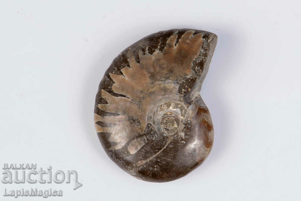 Αμμωνίτης 12,8g 33mm #5 με τιμή 7.00 BGN | € 3.58 Αμμωνίτης 12,8g 33mm #5 με τιμή 7.00 BGN | € 3.58