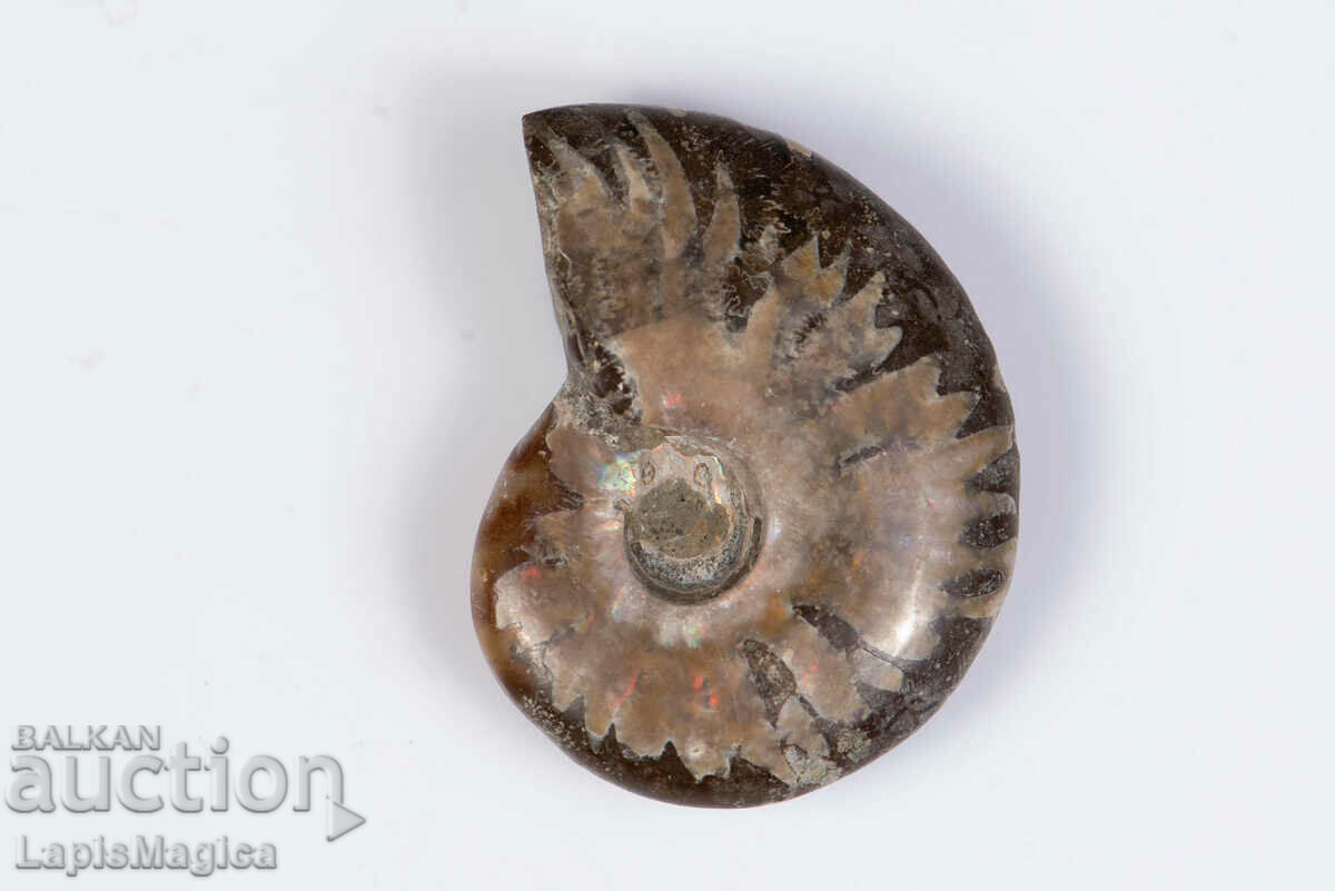 Ammonite 12.8g 33mm #5