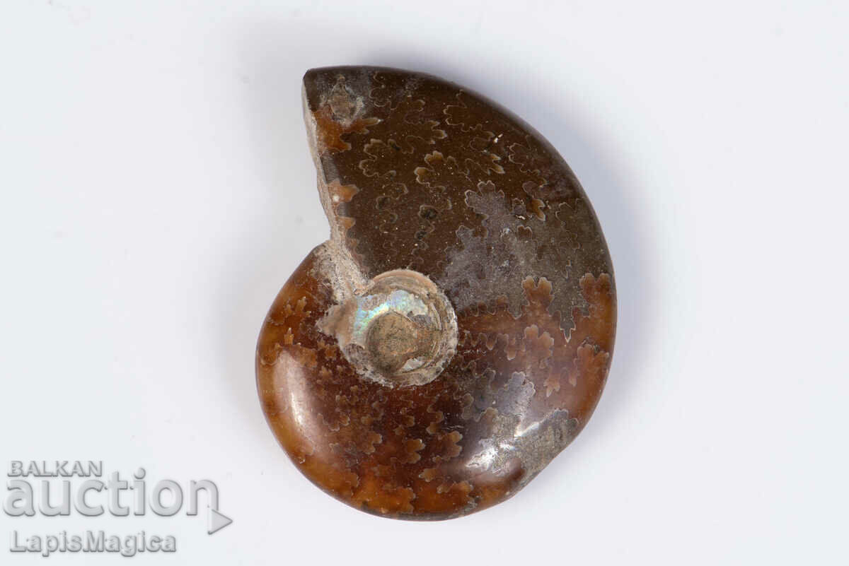 Ammonite 11.5g 34mm #6 with price 7.00 BGN | € 3.58 Ammonite 11.5g 34mm #6 with price 7.00 BGN | € 3.58