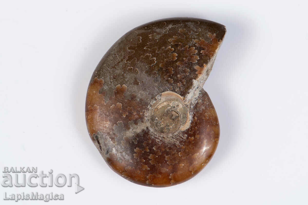 Ammonite 11.5g 34mm #6
