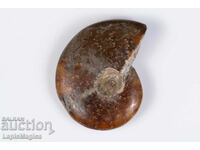 Ammonite 11.5g 34mm #6