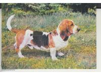 Postcard DOGS