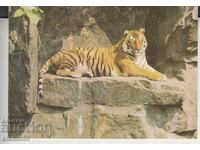 Postcard TIGER