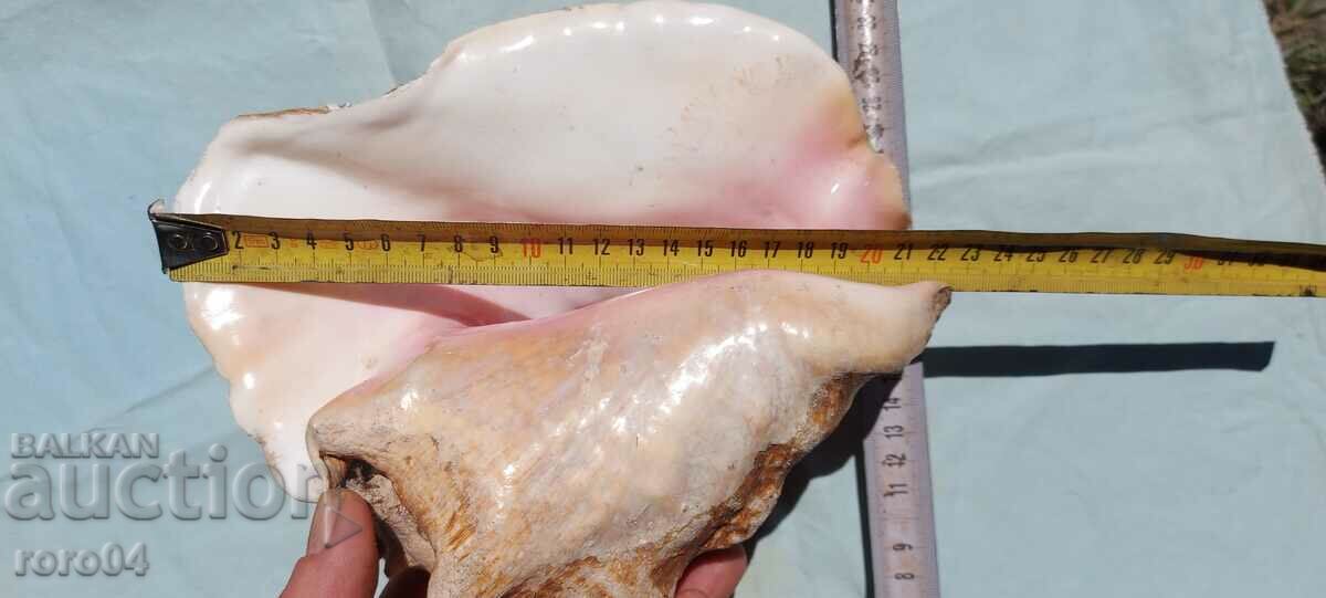 РАКОВИНА - ПРЕКРАСНА - ГОЛЯМА с цена 85.50 лв. | € 43.72 РАКОВИНА - ПРЕКРАСНА - ГОЛЯМА с цена 85.50 лв. | € 43.72