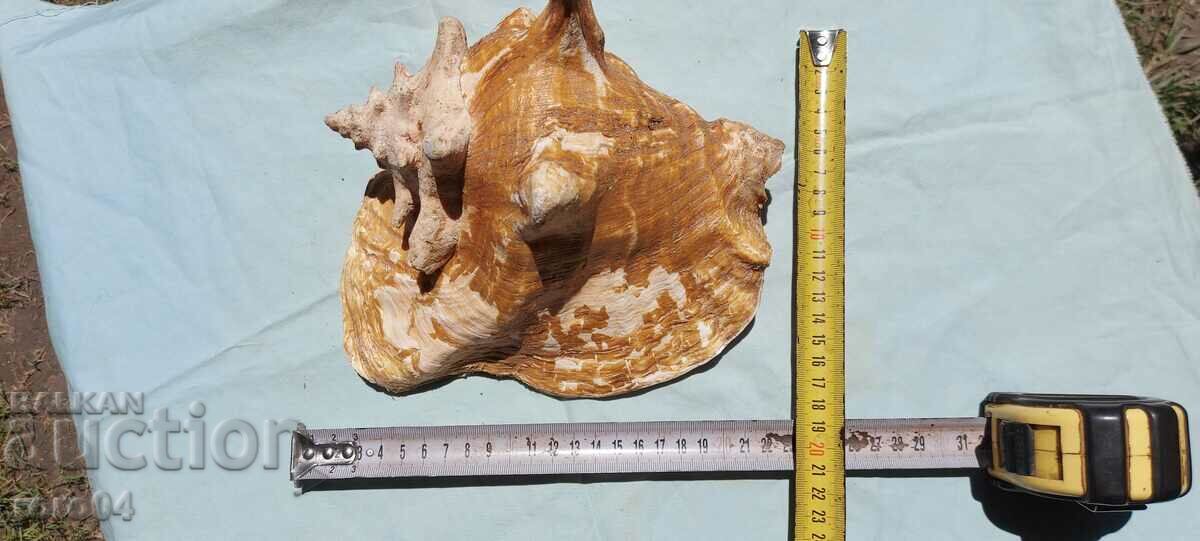 Аукцион РАКОВИНА - ПРЕКРАСНА - ГОЛЯМА Аукцион РАКОВИНА - ПРЕКРАСНА - ГОЛЯМА