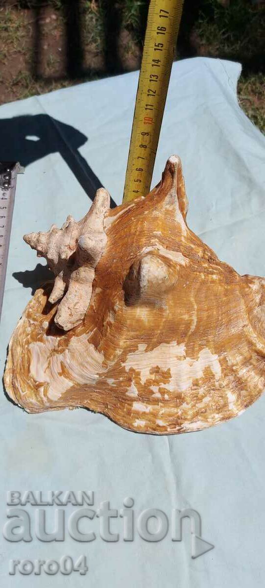 Доставка на РАКОВИНА - ПРЕКРАСНА - ГОЛЯМА Доставка на РАКОВИНА - ПРЕКРАСНА - ГОЛЯМА