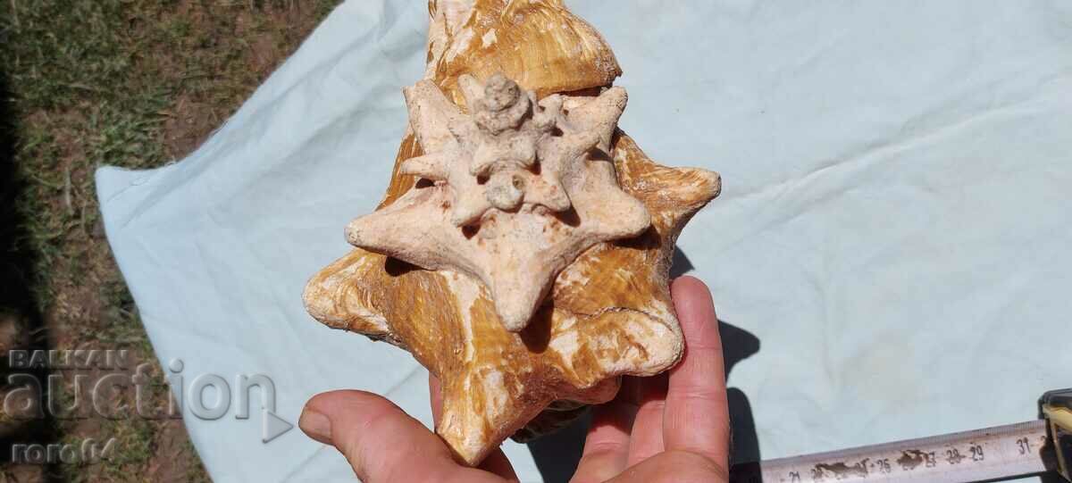 РАКОВИНА - ПРЕКРАСНА - ГОЛЯМА - 5 РАКОВИНА - ПРЕКРАСНА - ГОЛЯМА - 5