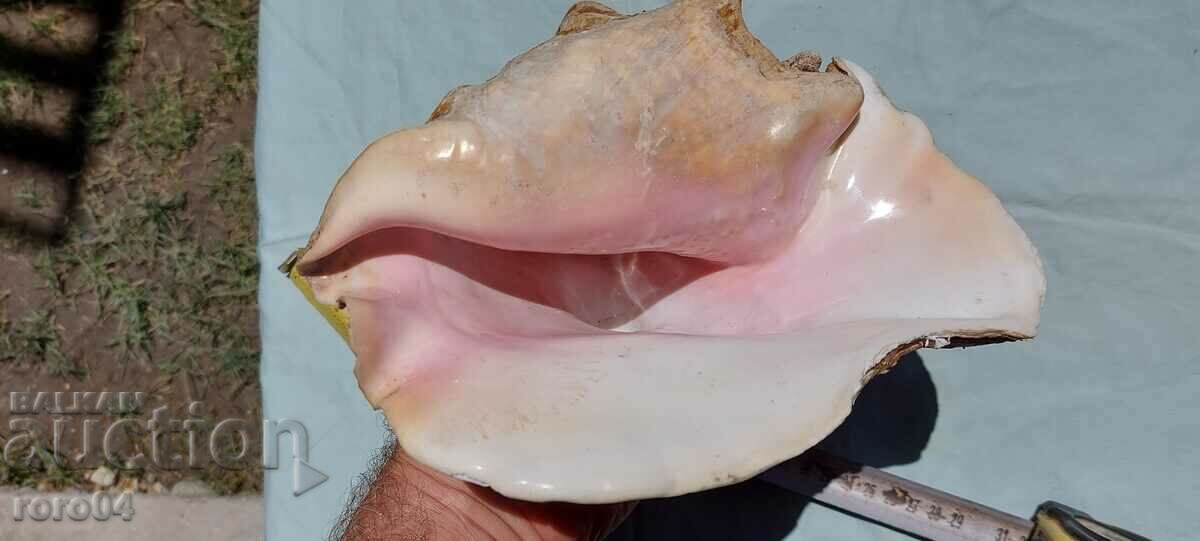 РАКОВИНА - ПРЕКРАСНА - ГОЛЯМА - 6 РАКОВИНА - ПРЕКРАСНА - ГОЛЯМА - 6