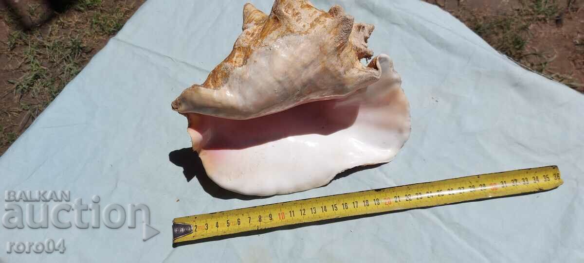 РАКОВИНА - ПРЕКРАСНА - ГОЛЯМА - 7 РАКОВИНА - ПРЕКРАСНА - ГОЛЯМА - 7