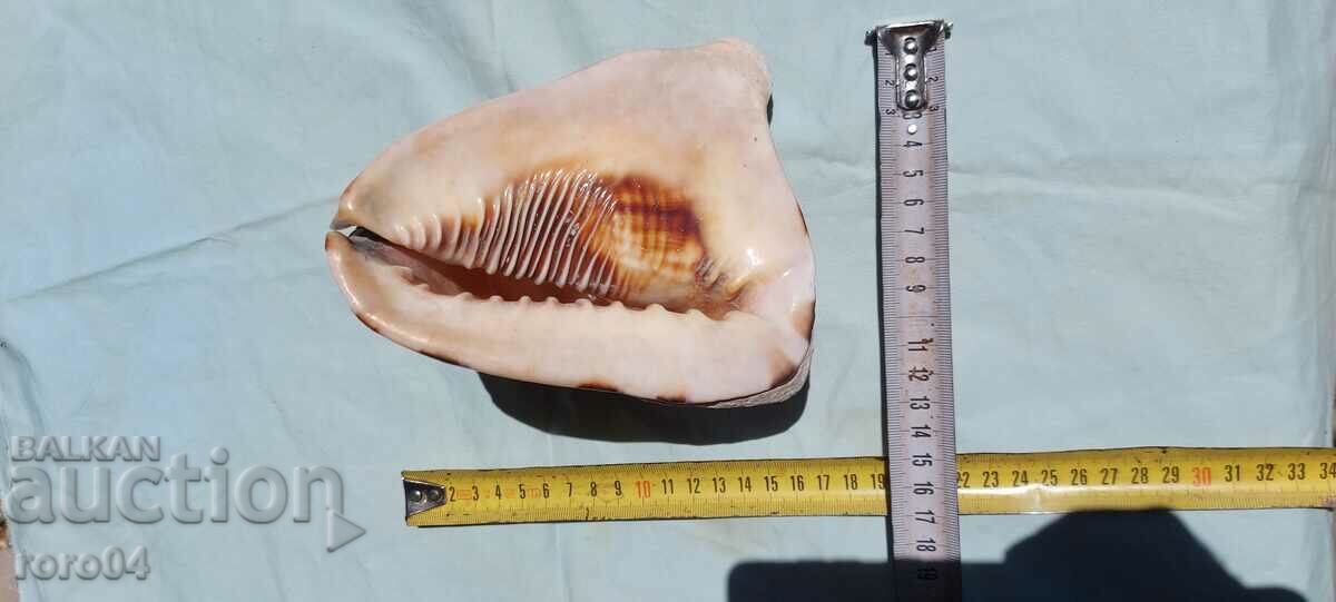 SINK - BEAUTIFUL with price 67.50 BGN | € 34.51 SINK - BEAUTIFUL with price 67.50 BGN | € 34.51