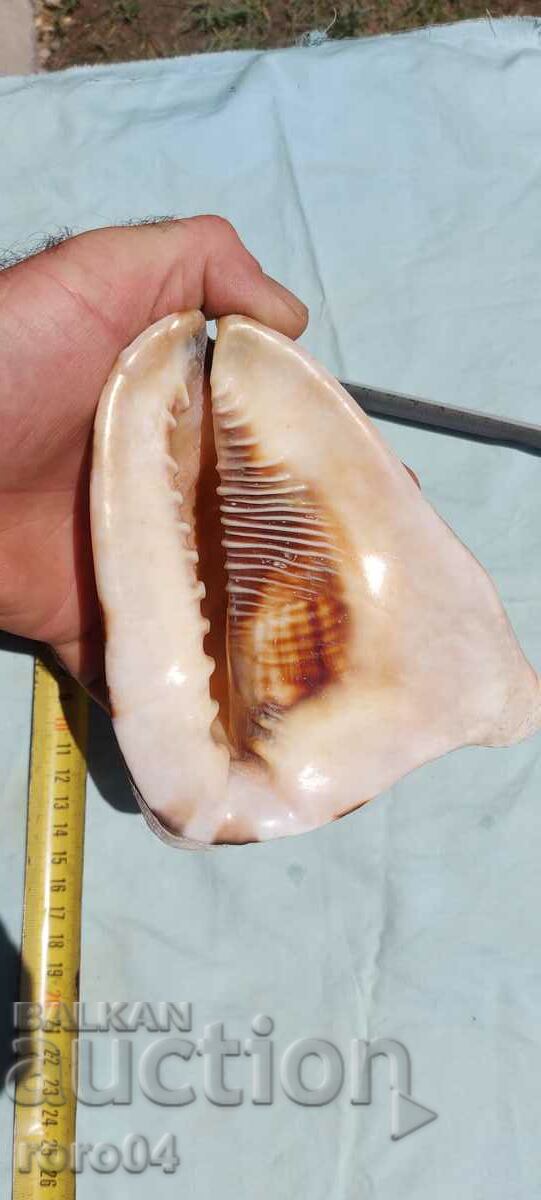 SINK - BEAUTIFUL - 6 SINK - BEAUTIFUL - 6